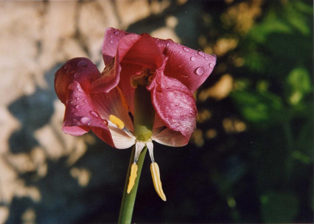 F_04_1 tulpe.jpg