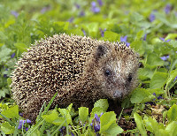 Sommerkirche Igel 775px-Erinaceus_europaeus_(Linnaeus,_1758).jpg