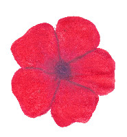 RoteBlume-transparent.jpg