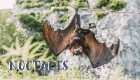 Noctalis.png