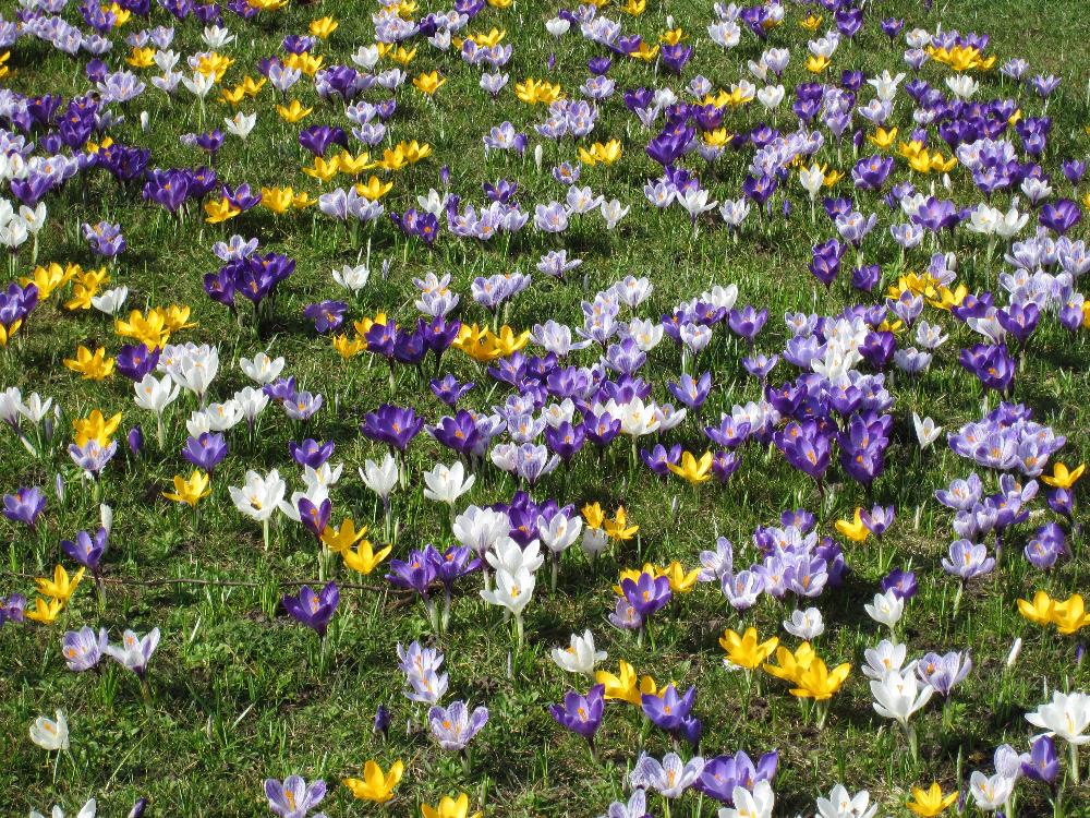 Krokusse vor der Marienkirche Archivbild