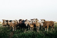 Schafherde-jonathan-borba-7oNqxq5CWb4-unsplash.jpeg