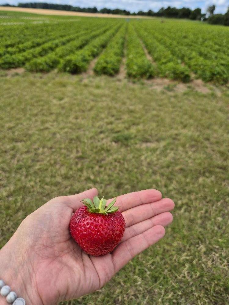 Kinderkirche 1 Erdbeere 20250625_155405.jpg