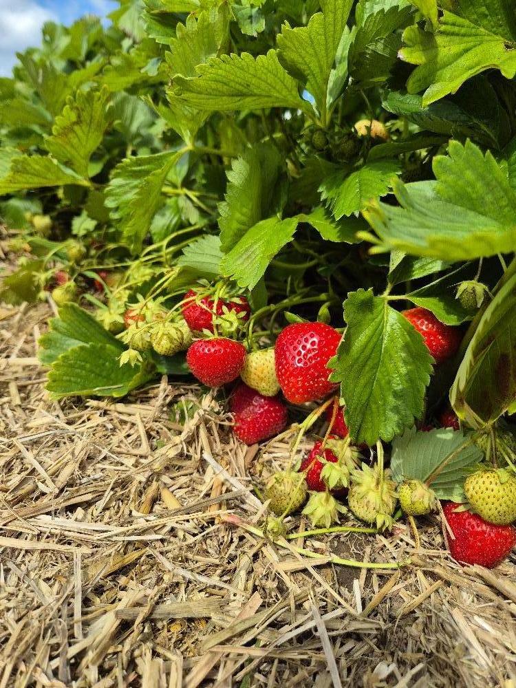 Kinderkirche Erdbeere auf Stroh mit blauem Himmel 20250625_155640.jpg