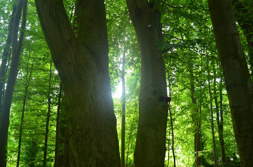 Herbst: Blick in den Ruhewald