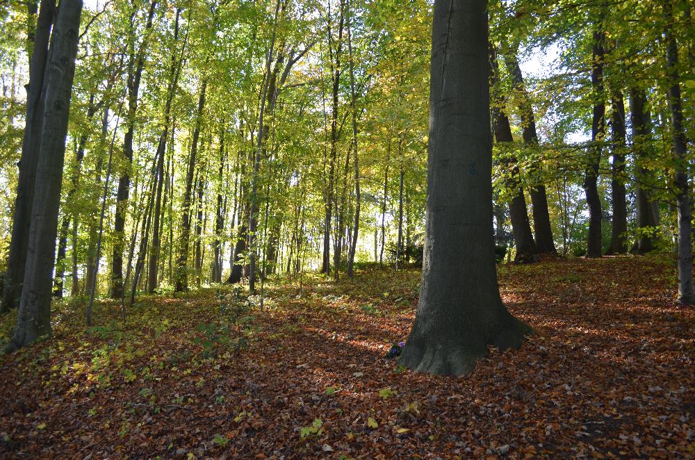 Herbst: Der Ruhewald