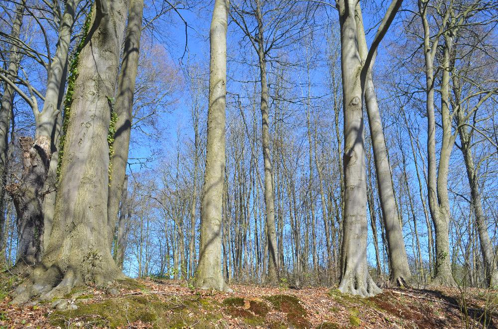 Frühling: Ruhewald am Segeberger See