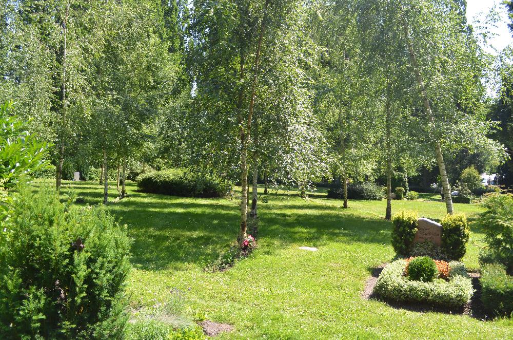 Sommer: Birkenhain