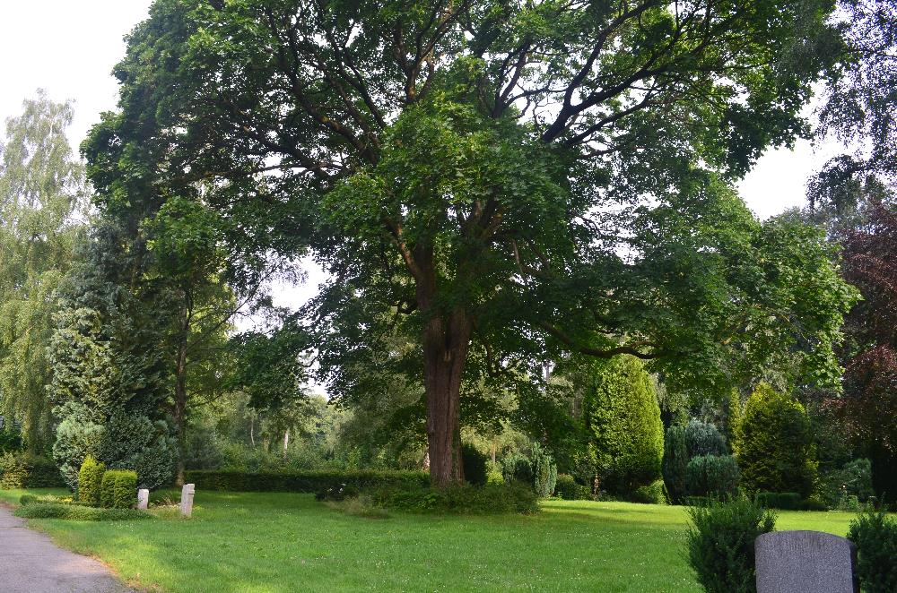 Sommer: Blick auf die Rasenreihengräber
