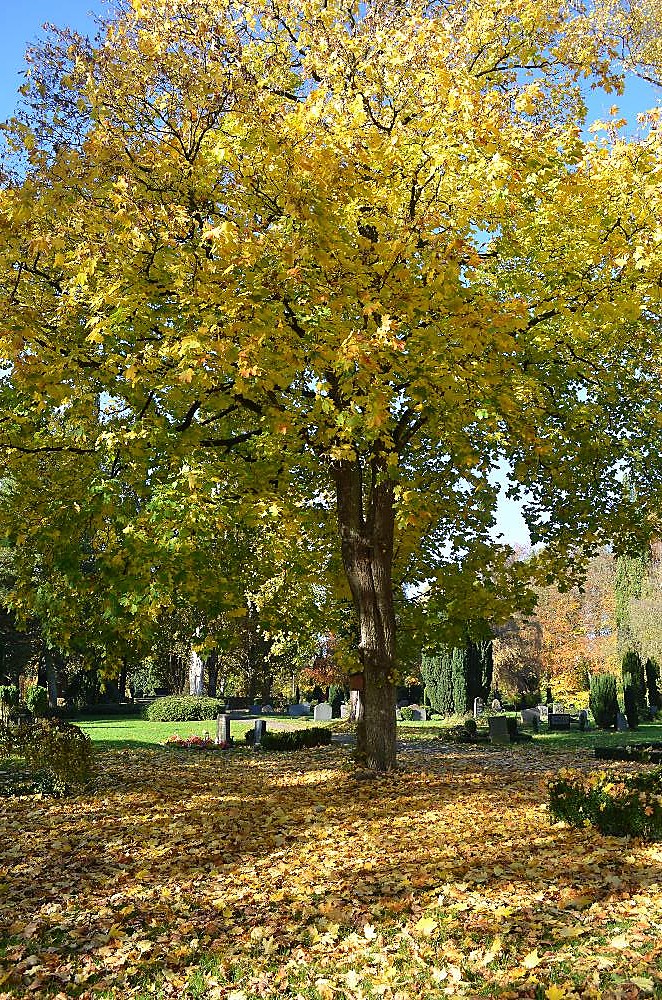 Herbst: Friedhof Kastanienweg